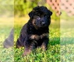 Small Photo #4 German Shepherd Dog Puppy For Sale in GADSDEN, AL, USA