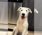 Small #3 American Pit Bull Terrier-Great Pyrenees Mix