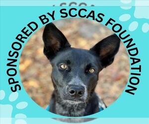 Border Collie-Unknown Mix Dogs for adoption in Santa Cruz, CA, USA