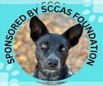 SOCKS - Female Border Collie-Unknown Mix Dog for Adoption - Small photo