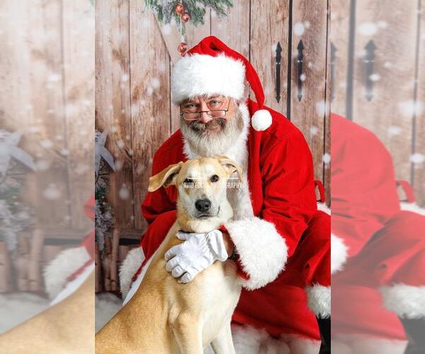 Medium Photo #11 Black Mouth Cur-Whippet Mix Puppy For Sale in Rockwall, TX, USA