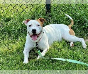 American Pit Bull Terrier-Unknown Mix Dogs for adoption in Millersville, MD, USA