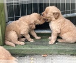 Small #3 Golden Retriever