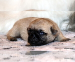 Small Photo #22 Pug Puppy For Sale in WINNSBORO, TX, USA