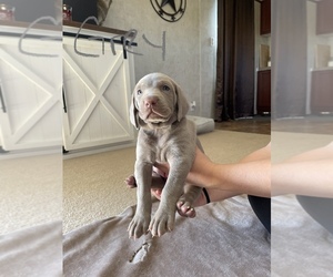Weimaraner Puppy for sale in WYTHEVILLE, VA, USA