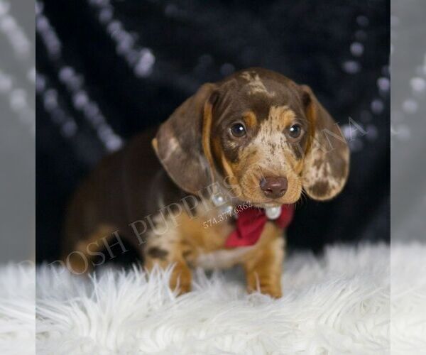 Medium Photo #4 Dachshund Puppy For Sale in WARSAW, IN, USA