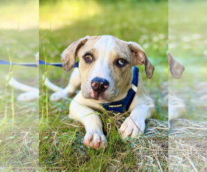 Catahoula Leopard Dog-Unknown Mix Dogs for adoption in West Cornwall, CT, USA