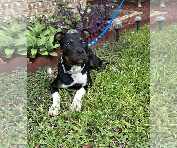 Medium Photo #4 Mutt Puppy For Sale in Euless, TX, USA