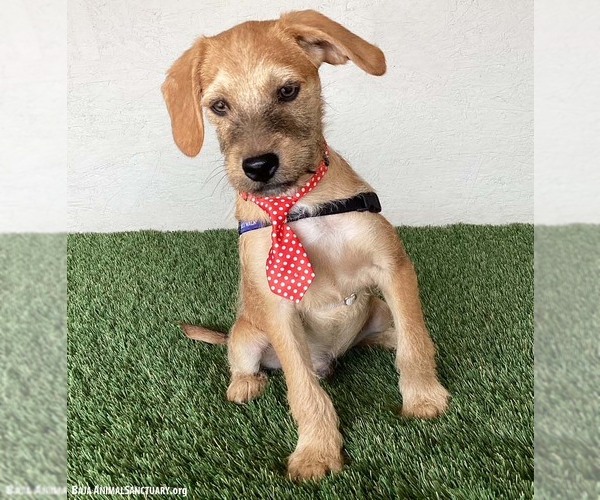 Medium Photo #2 Mutt Puppy For Sale in San Diego, CA, USA