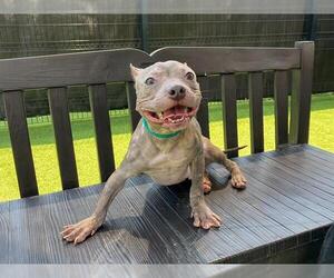 Staffordshire Bull Terrier Dogs for adoption in Orange, CA, USA