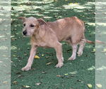 Small Irish Terrier