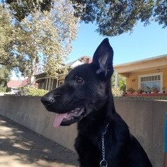 German Shepherd Dog Dogs for adoption in S PASADENA, CA, USA