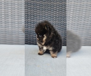 Miniature Spitz Puppy for Sale in HOMESTEAD, Florida USA