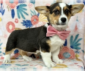 Pembroke Welsh Corgi Puppy for sale in LANCASTER, PA, USA