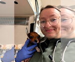 Small #10 Dachshund