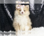 Puppy Georgia AKC Pomeranian