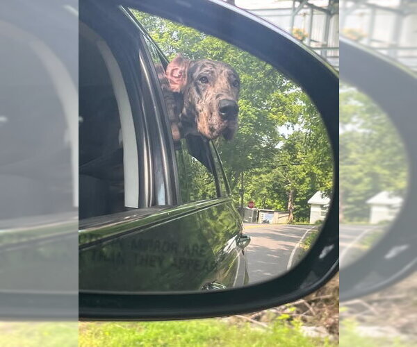 Medium Photo #3 Great Dane Puppy For Sale in Bullard, TX, USA