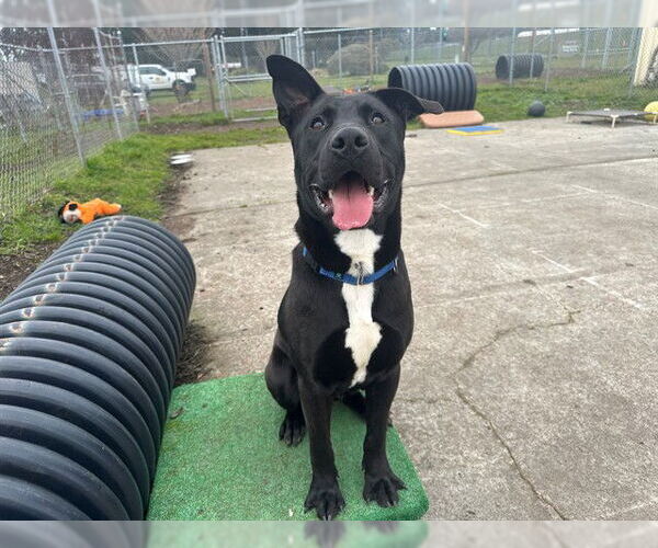 Medium Photo #1 Labrador Retriever-Unknown Mix Puppy For Sale in McKinleyville, CA, USA