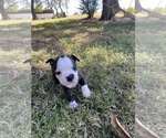 Small #9 Boston Terrier