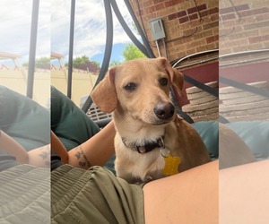 Breadstick - Male Chiweenie Dog for Adoption - Photo #9