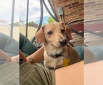 Small Photo #9 Chiweenie Puppy For Sale in Sandy, UT, USA