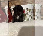 Small Photo #6 Poodle (Miniature) Puppy For Sale in BARNETT, MO, USA