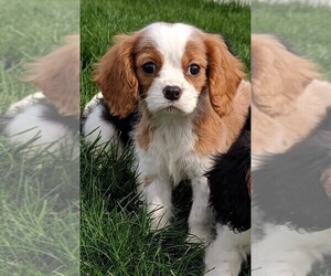 Cavalier King Charles Spaniel Puppy for sale in FREDERICKSBURG, OH, USA