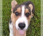 Small Photo #4 Pembroke Welsh Corgi Puppy For Sale in KINGSVILLE, MO, USA