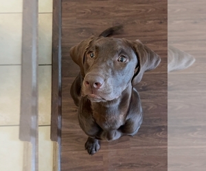 Mother of the Labrador Retriever puppies born on 12/08/2025