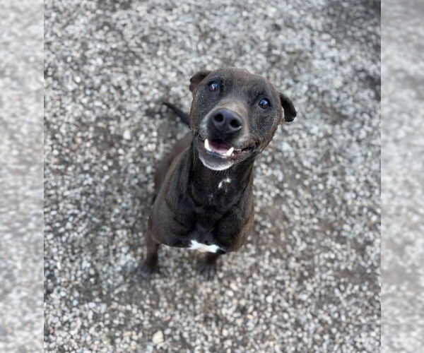 Medium Photo #4 Mutt Puppy For Sale in Elmsford, NY, USA