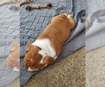Small Photo #5 Bulldog Puppy For Sale in ANAHEIM, CA, USA