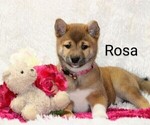 Puppy Rosa Shiba Inu