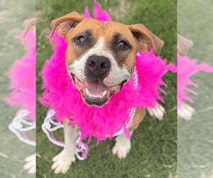 Winnie (The boxer) - Female Boxer-Unknown Mix Dog for Adoption - Photo #5