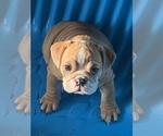 Small Photo #6 Bulldog Puppy For Sale in LOUISVILLE, KY, USA