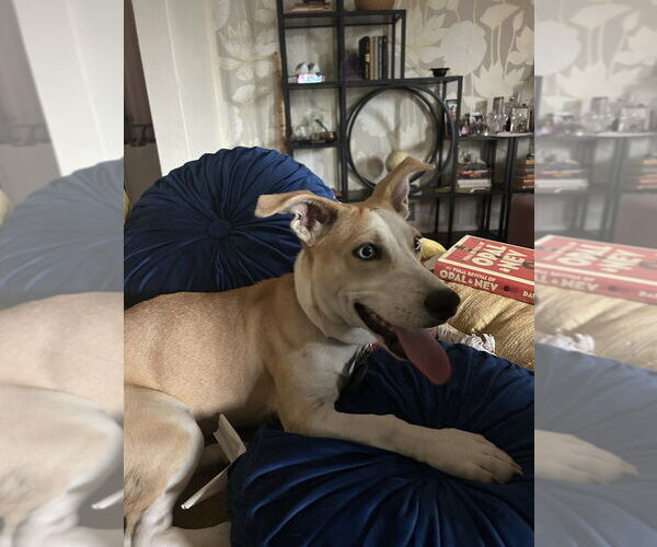 Medium Photo #2 Catahoula Leopard Dog-Labrador Retriever Mix Puppy For Sale in Lakewood, CO, USA