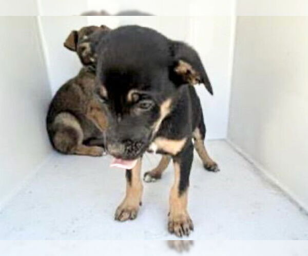 Medium Photo #2 Labrador Retriever-Unknown Mix Puppy For Sale in Houston, TX, USA