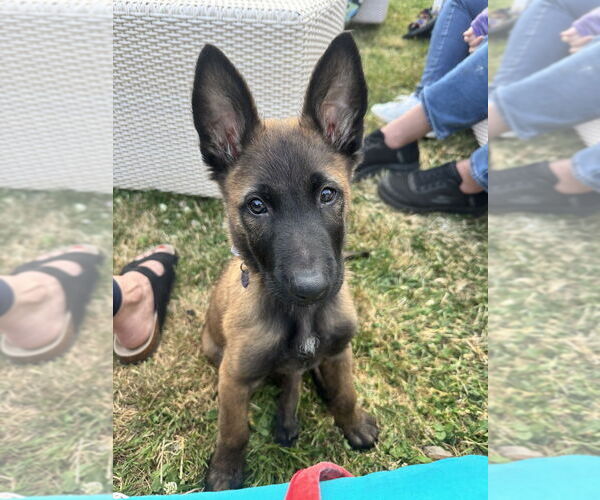 Medium Photo #4 Mutt Puppy For Sale in Imlay City, MI, USA