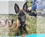 Small #3 Mutt