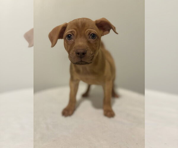 Medium Photo #3 Chihuahua-Unknown Mix Puppy For Sale in Studio City, CA, USA
