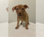 Small Photo #3 Chihuahua-Unknown Mix Puppy For Sale in Studio City, CA, USA