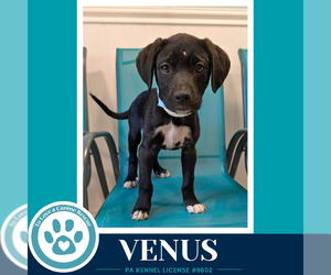 Labrador Retriever-Unknown Mix Dogs for adoption in Kimberton, PA, USA