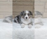 Puppy Cookie Miniature Australian Shepherd