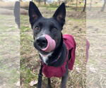 Small #5 Border Collie Mix