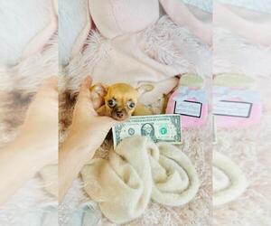 Chihuahua Litter for sale in ORLANDO, FL, USA
