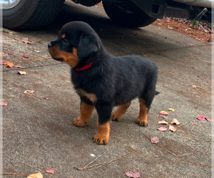 Rottweiler Puppy for sale in PINEHURST, NC, USA