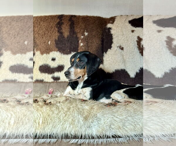 Medium Photo #5 Black and Tan Coonhound-Unknown Mix Puppy For Sale in Holly Springs, NC, USA