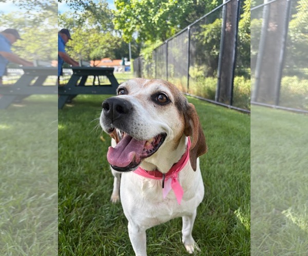 Medium Photo #8 Mutt Puppy For Sale in Westwood, NJ, USA