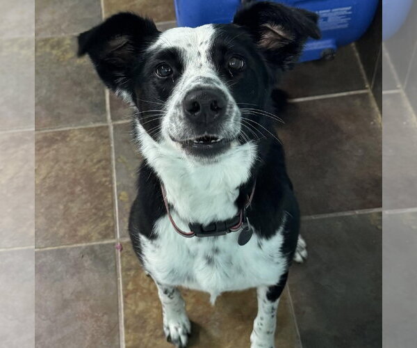 Medium Photo #4 Border Collie-Unknown Mix Puppy For Sale in Overland Park, KS, USA
