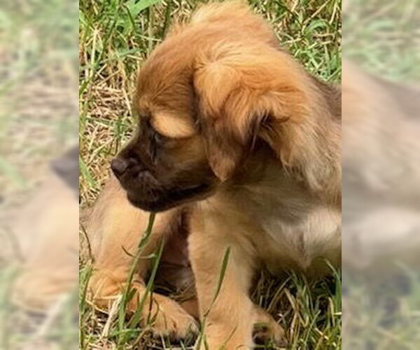 Medium Photo #3 ShiChi Puppy For Sale in Oakhurst, NJ, USA