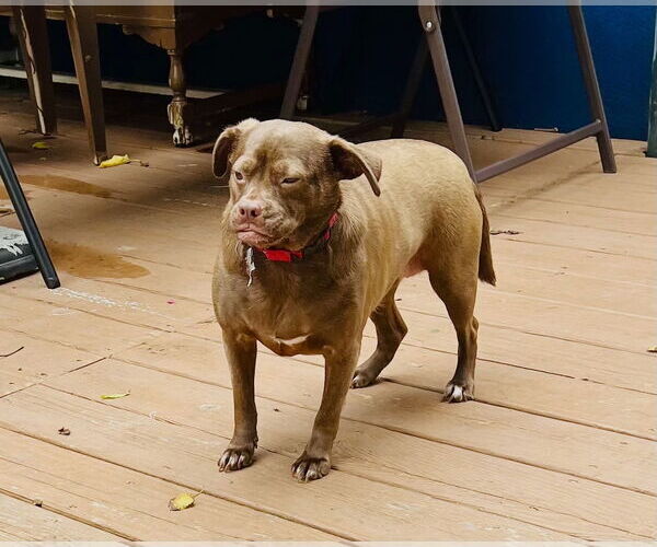 Medium Photo #4 Pug-Unknown Mix Puppy For Sale in Mount Laurel, NJ, USA